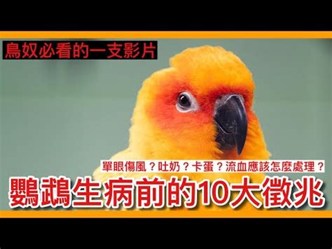 小鳥死掉怎麼處理|處理野生禽鳥屍體的安全指引